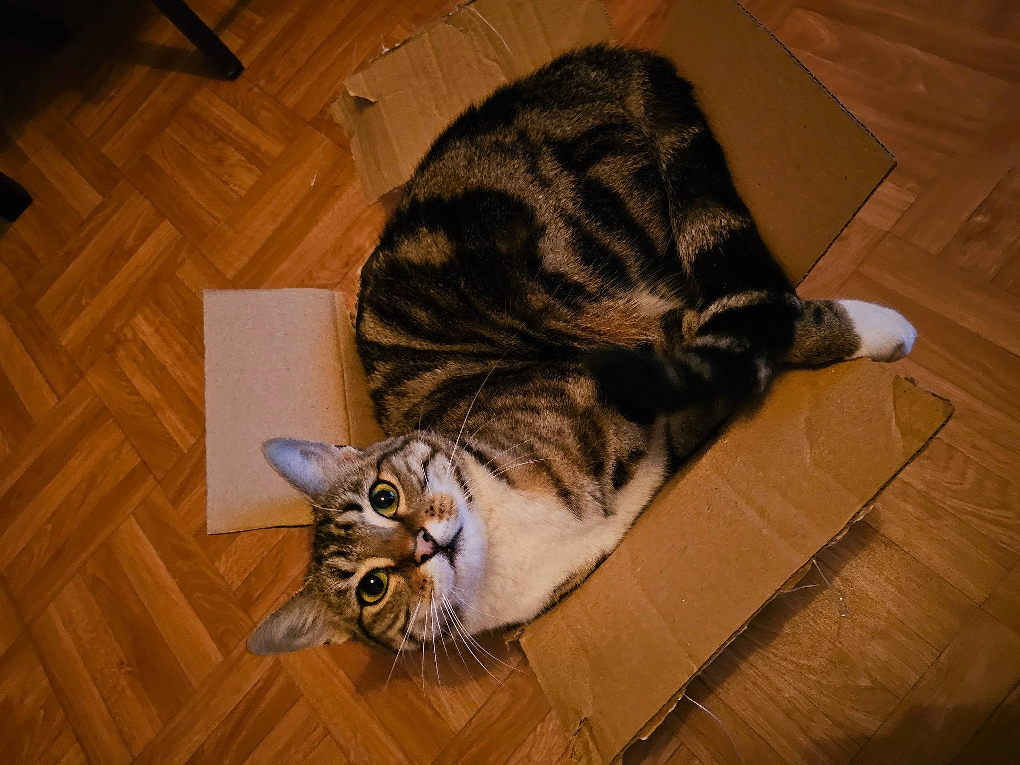 Kayla a rejoint le concours — aidez-le/la à gagner de superbes lots ! carnivore, cat, comfort, domestic_short_haired_cat, felidae, floor, flooring, fur, hardwood, laminate_flooring, paw, small_to_medium_sized_cats, snout, tail, terrestrial_animal, varnish, whiskers, wood, wood_flooring, wood_stain