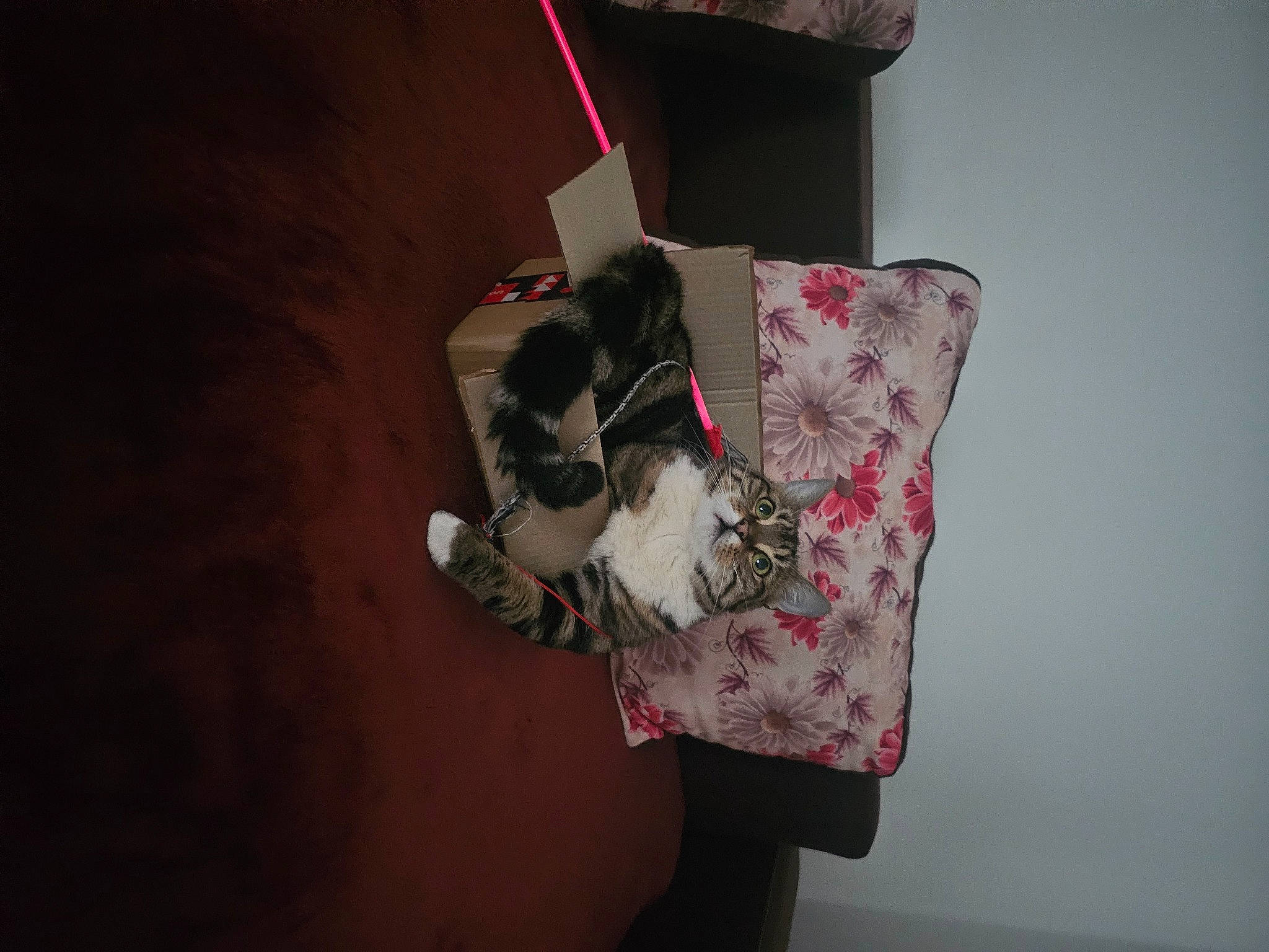 Kayla a rejoint le concours — aidez-le/la à gagner de superbes lots ! canidae, carmine, carnivore, cat, comfort, companion_dog, dog_breed, domestic_short_haired_cat, fawn, felidae, flooring, fur, magenta, pattern, room, small_to_medium_sized_cats, sporting_group, tail, thigh, whiskers