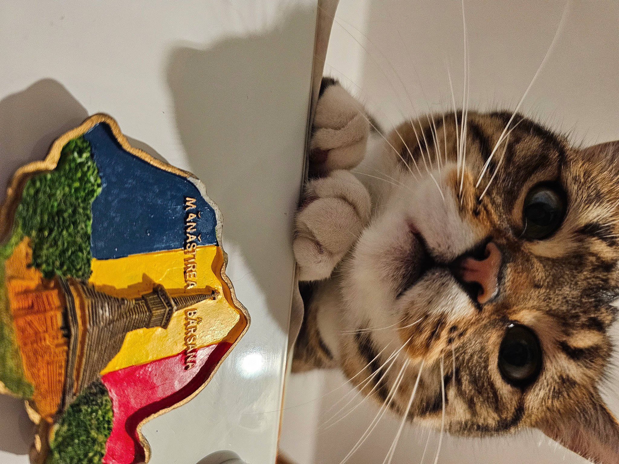 Kayla participe au concours pour gagner de l'argent avec cette photo : art, carnivore, cat, collage, domestic_short_haired_cat, event, eyelash, fashion_accessory, felidae, font, fur, pattern, paw, picture_frame, room, small_to_medium_sized_cats, snout, terrestrial_animal, visual_arts, whiskers