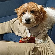 Chubbs joined the competition — help win amazing prizes! dog, couch, toy, indoor, pet, fur, brown, white, paw, chewed_toy, fabric, curtain, relaxing, closeup, domestic_animal, companion, mammal, canine, home, furniture