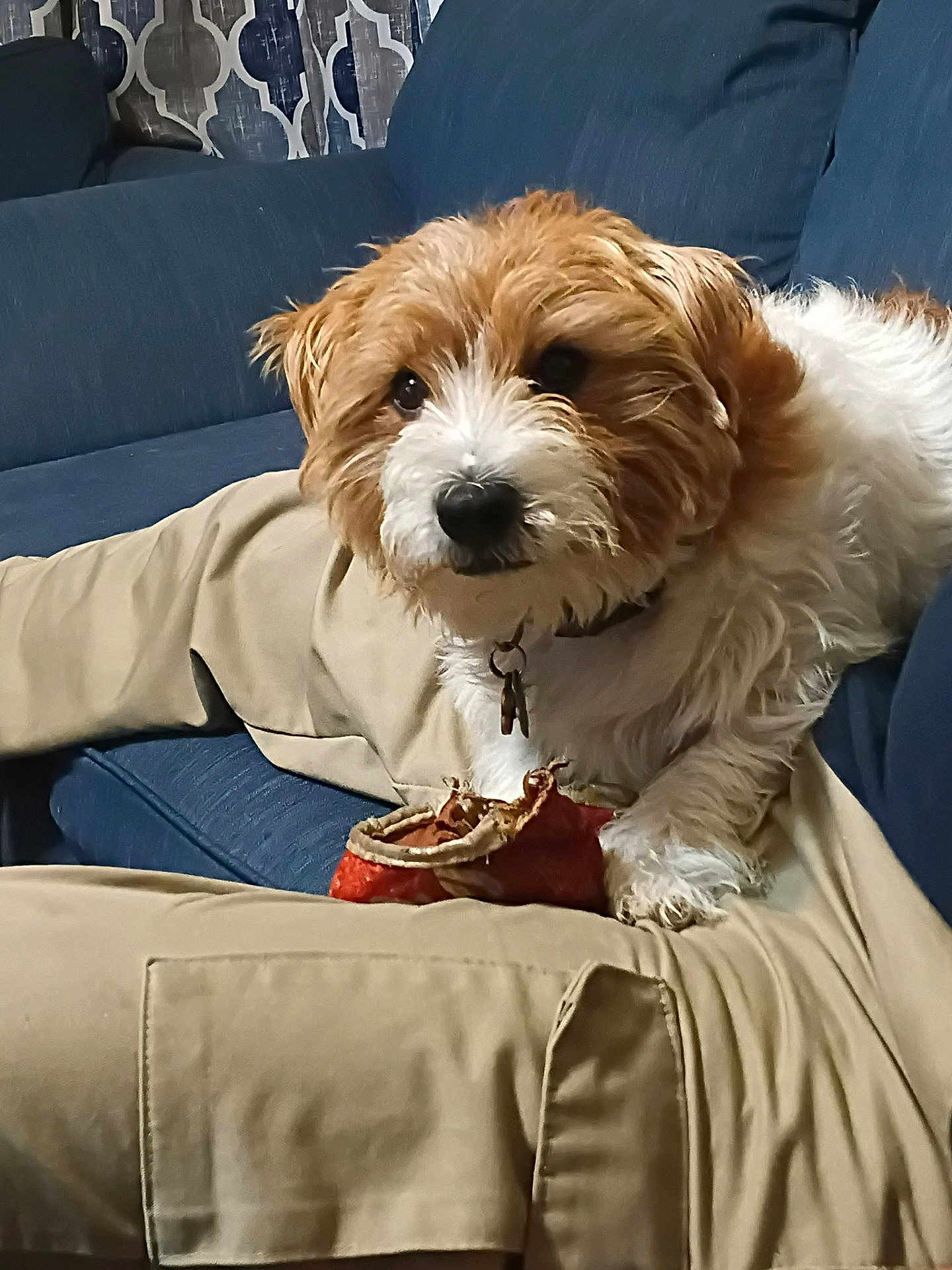 Chubbs joined the competition — help win amazing prizes! dog, couch, toy, indoor, pet, fur, brown, white, paw, chewed_toy, fabric, curtain, relaxing, closeup, domestic_animal, companion, mammal, canine, home, furniture