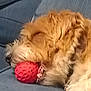 canine, close_up, collar, comfort, couch, cozy, cute, dog, domestic_animal, fur, furry, indoor, napping, pet, red_ball, relaxed, resting, sleeping, snout, toy
