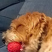 Chubbs is registered to the contest to win money with this photo: animal, ball, brown, canine, close_up, collar, couch, cute, dog, domestic_animal, fur, indoor, napping, pet, relaxed, resting, sleeping, snout, toy, white_fur