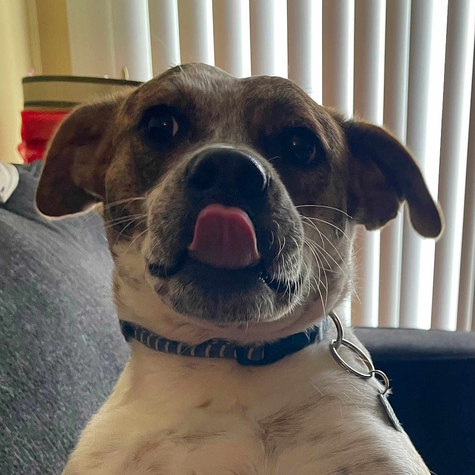 Rosie joined the competition — help win amazing prizes! animal, close_up, collar, couch, cute, dog, domestic_animal, ears, face, fur, household, indoor, nose, pet, playful, sitting, striped_collar, tongue, whiskers, window_blinds