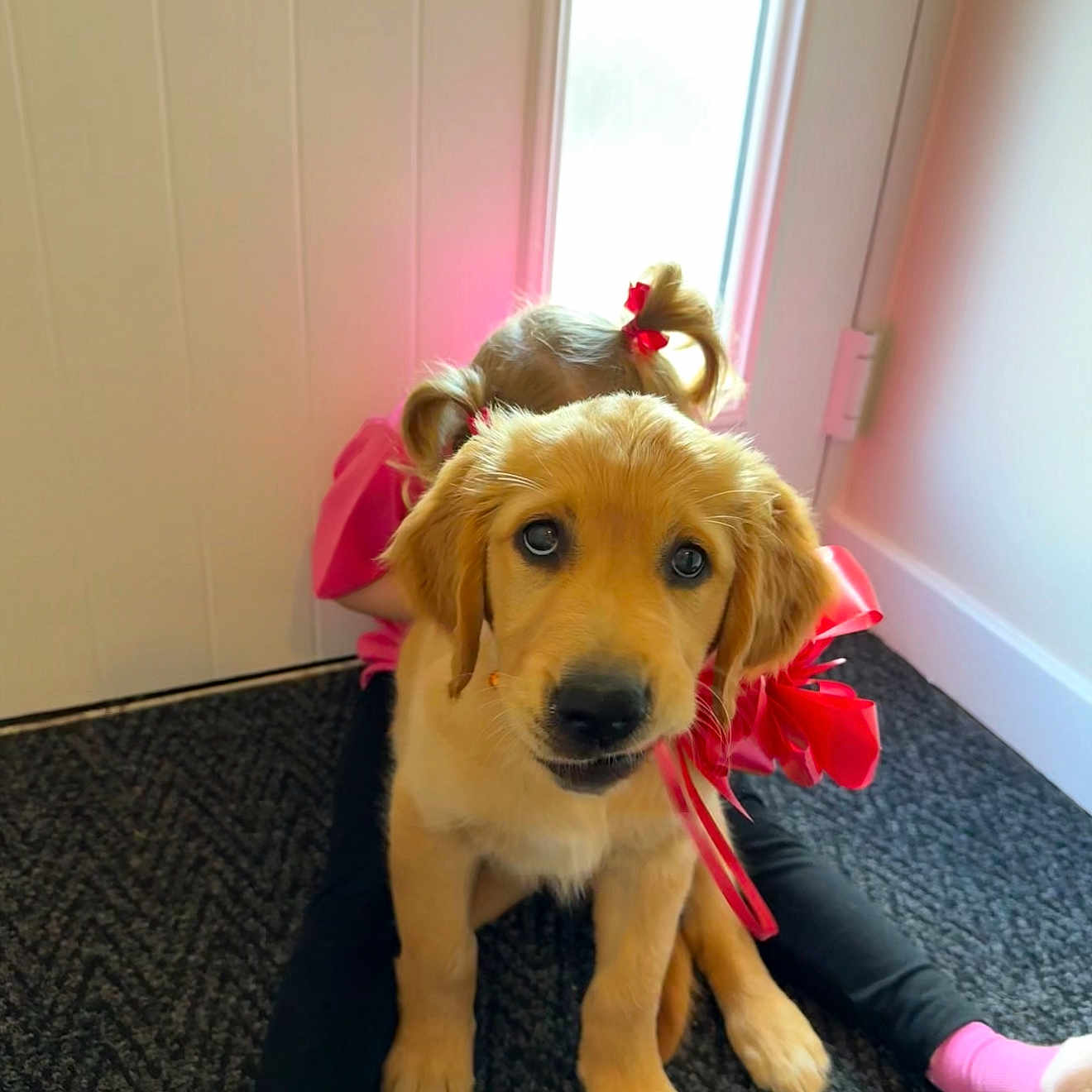 Luna is registered to the contest to win money with this photo: adorable, black_pants, carpet, child, cute, dog, door, floor, golden_retriever, home, indoor, natural_light, pet, pigtails, pink_clothing, playing, puppy, red_ribbon, socks, toddler