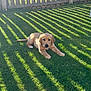Luna joined the competition — help win amazing prizes! golden_retriever, puppy, dog, grass, lawn, sunlight, shadows, wooden_fence, outdoor, pet, animal, cute, young_dog, summer, nature, greenery, resting, playful, domestic_animal, canine