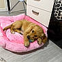 Luna joined the competition — help win amazing prizes! puppy, dog, pet_bed, pink, toy, indoor, flooring, drawer, golden, cute, chewing, resting, animal, cozy, fur, young_dog, home, playful, comfort, canine