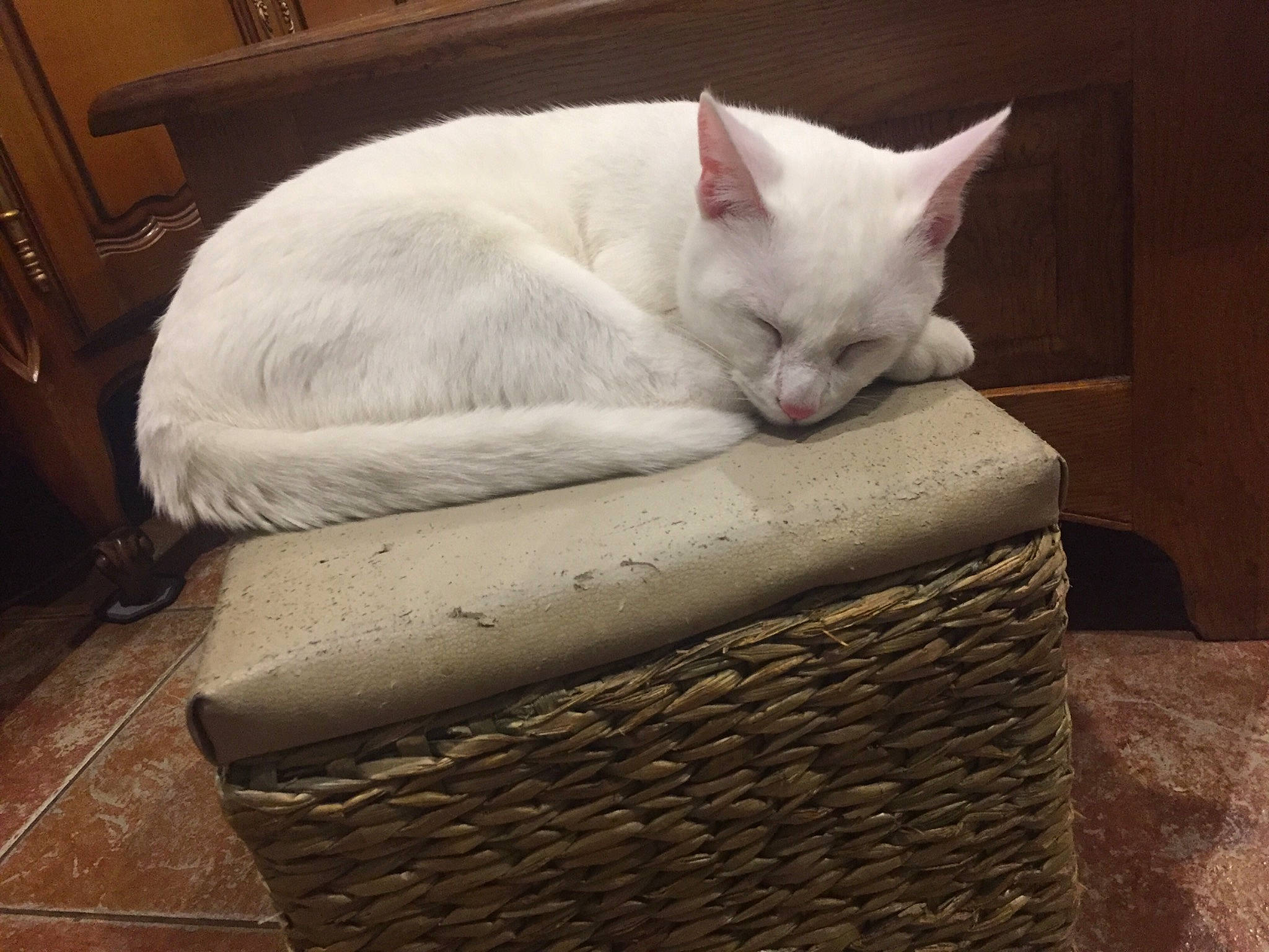 Félix participe au concours pour gagner de l'argent avec cette photo : asian, burmilla, carnivore, cat, colorpoint_shorthair, domestic_short_haired_cat, european_shorthair, felidae, fur, furniture, khao_manee, nap, small_to_medium_sized_cats, square, tail, turkish_angora, turkish_van, whiskers, wicker