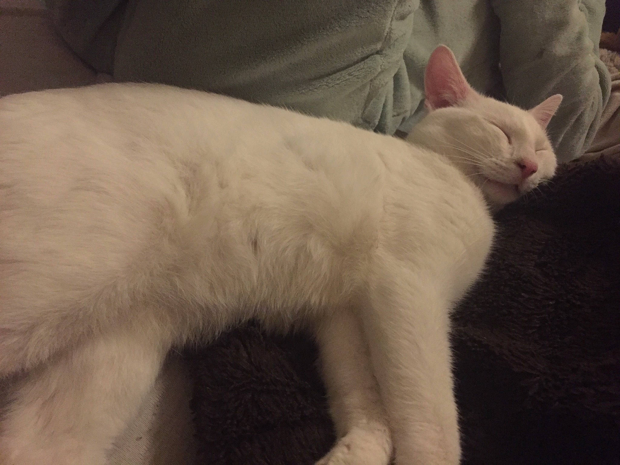 Félix a rejoint le concours — aidez-le/la à gagner de superbes lots ! asian, balinese, burmilla, carnivore, cat, colorpoint_shorthair, ear, felidae, fur, javanese, khao_manee, mammal, nose, small_to_medium_sized_cats, snout, tail, turkish_angora, turkish_van, vertebrate, whiskers