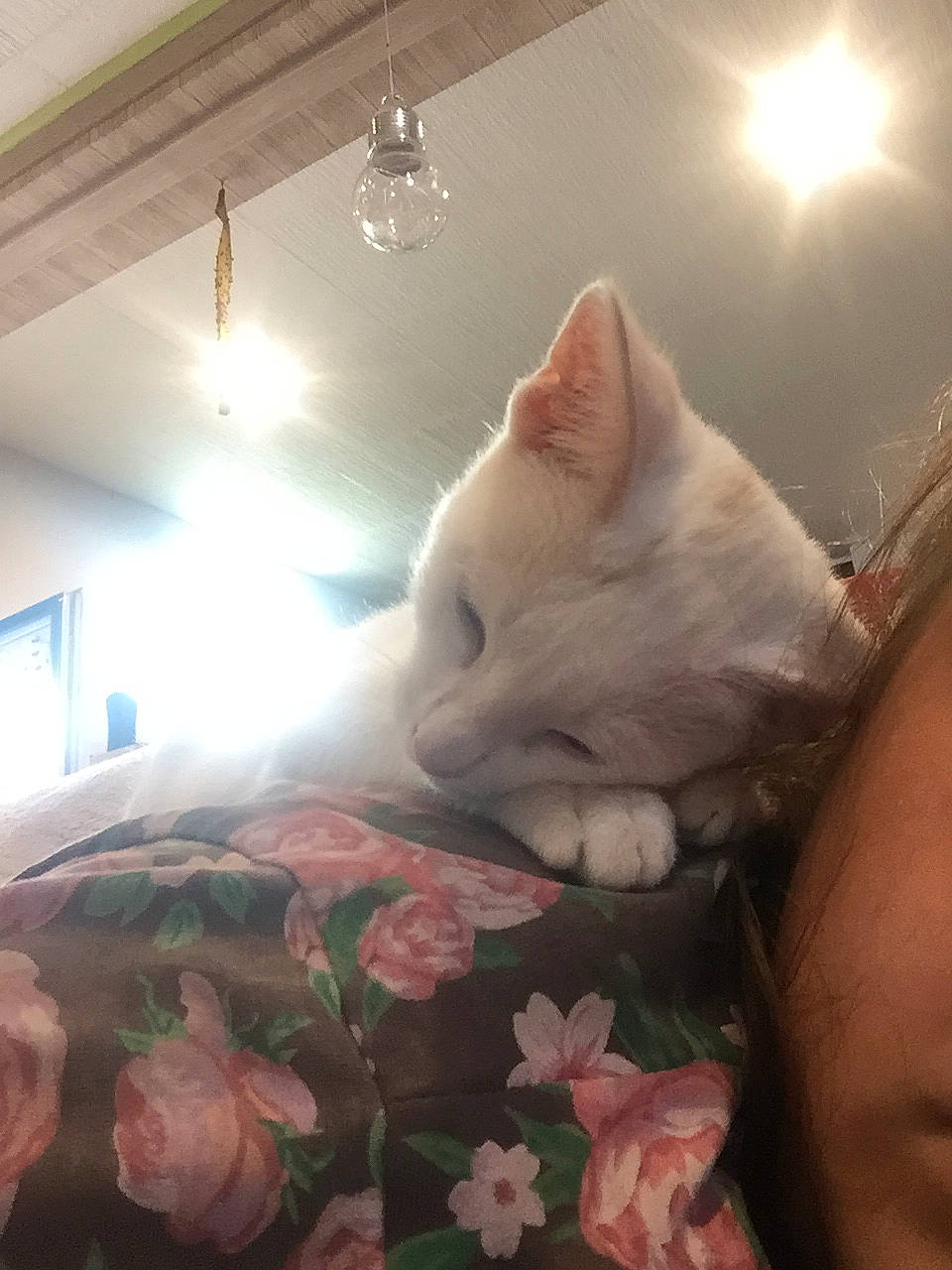 Félix a rejoint le concours — aidez-le/la à gagner de superbes lots ! carnivore, cat, ear, felidae, kitten, nose, skin, sky, small_to_medium_sized_cats, turkish_van, whiskers