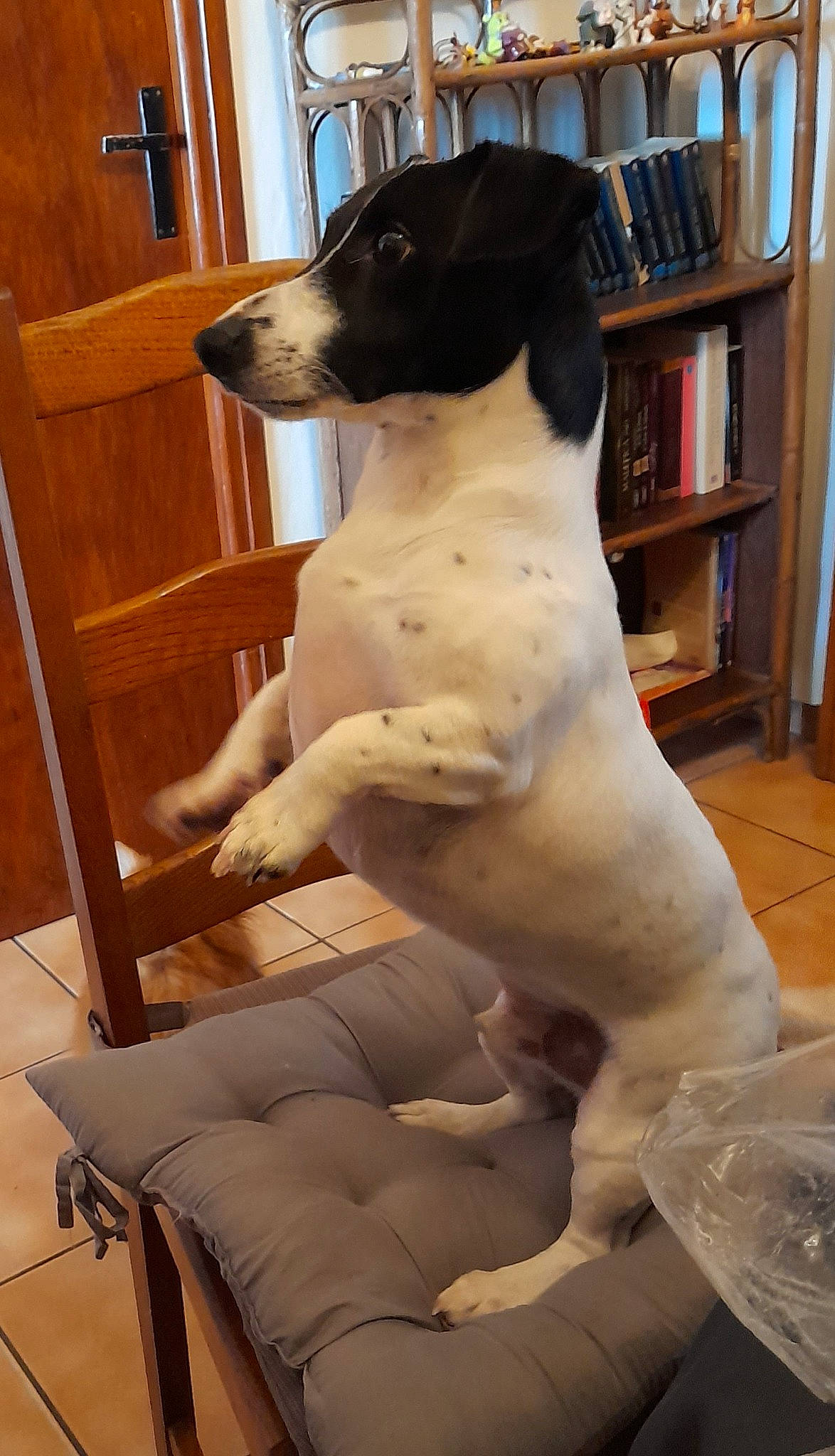 Kiki participe au concours pour gagner de l'argent avec cette photo : bookcase, carnivore, collar, comfort, companion_dog, dog, dog_breed, dog_collar, door, fawn, flooring, hardwood, pet_supply, publication, shelf, shelving, sporting_group, terrestrial_animal, wood, working_animal