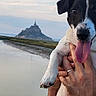 dog, black_and_white, tongue_out, pet, animal, hand, person, water, river, landscape, castle, sky, outdoor, nature, blurred_background, happy, close_up, portrait, holding, summer
