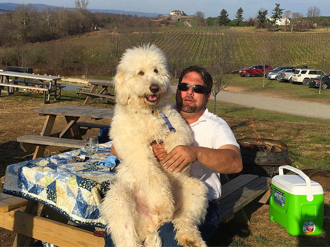 Brooklyn is registered to the contest to win money with this photo: man, dog, fluffy_dog, picnic_table, quilt, outdoor, vineyard, grass, trees, sunlight, sunglasses, cooler, fire_pit, cars, rural, nature, relaxation, casual, daytime, scenery