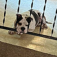 Petey is registered to the contest to win money with this photo: animal, black_white, cage, carpet, closeup, dog, domestic, floor, gate, head, indoor, lying_down, metal_bars, paw, pet, pitbull, resting, sad, tile_floor, waiting