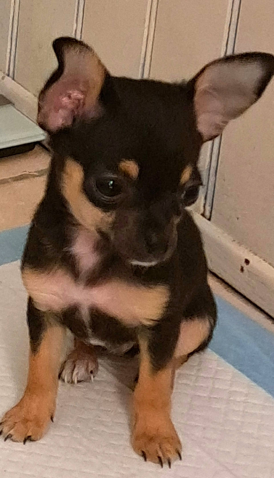 Eden a rejoint le concours — aidez-le/la à gagner de superbes lots ! canidae, carnivore, chihuahua, companion_dog, corgi_chihuahua, dog, dog_breed, ear, fawn, fur, non_sporting_group, paw, prazsky_krysarik, puppy, snout, sporting_group, terrestrial_animal, toy_dog, whiskers, working_animal