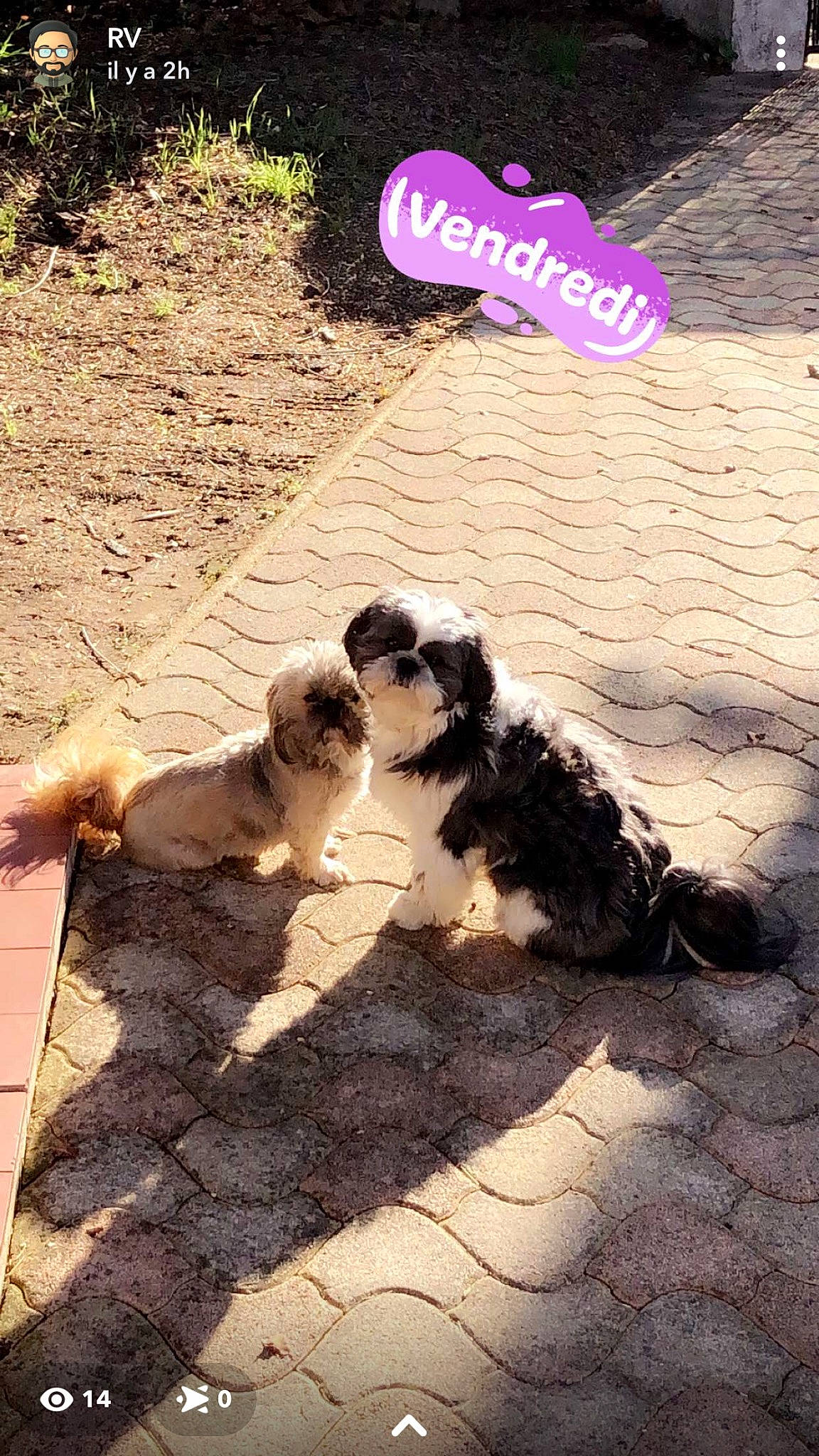 Olya a rejoint le concours — aidez-le/la à gagner de superbes lots ! art, canidae, carnivore, companion_dog, dog, dog_breed, flooring, fur, grass, non_sporting_group, plant, road_surface, shadow, sidewalk, soil, sporting_group, tail, terrier, toy_dog, working_animal