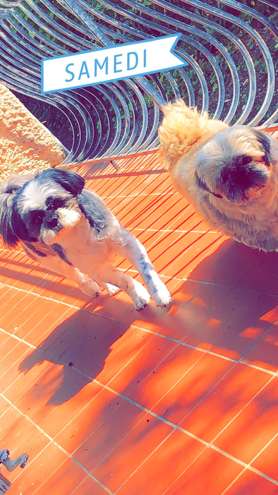 Olya a rejoint le concours — aidez-le/la à gagner de superbes lots ! ancient_dog_breeds, art, canidae, carnivore, companion_dog, dog, dog_breed, fawn, flooring, fur, leisure, shadow, small_terrier, sporting_group, tail, terrier, toy_dog, wood, working_animal