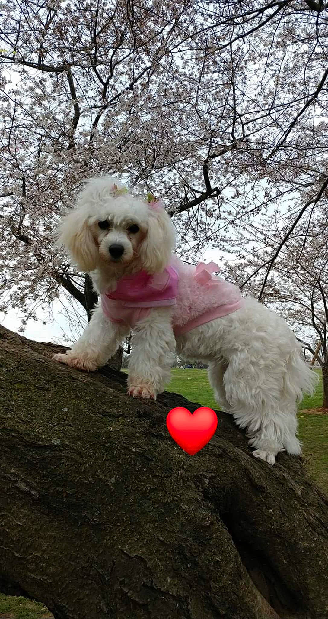 Sweet Caroline joined the competition — help win amazing prizes! ball, balloon, canidae, carnivore, companion_dog, dog, dog_breed, dog_clothes, dog_collar, dog_supply, grass, mammal, plant, poodle, sky, sporting_group, terrier, toy_dog, tree, water_dog