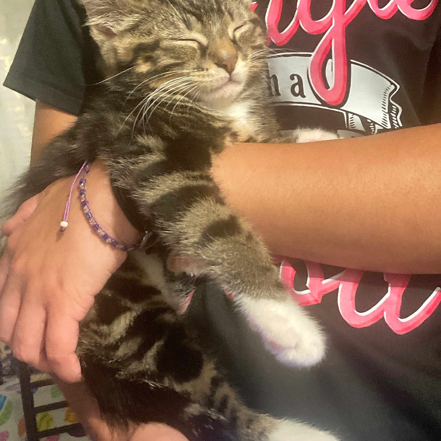 Tigger is registered to the contest to win money with this photo: arms, black_shirt, bracelet, cat, closeup, cute, feline, hand, indoor, kitten, person, pet, phone, relaxed, resting, sleeping, striped, tabby, white_paws, young_cat