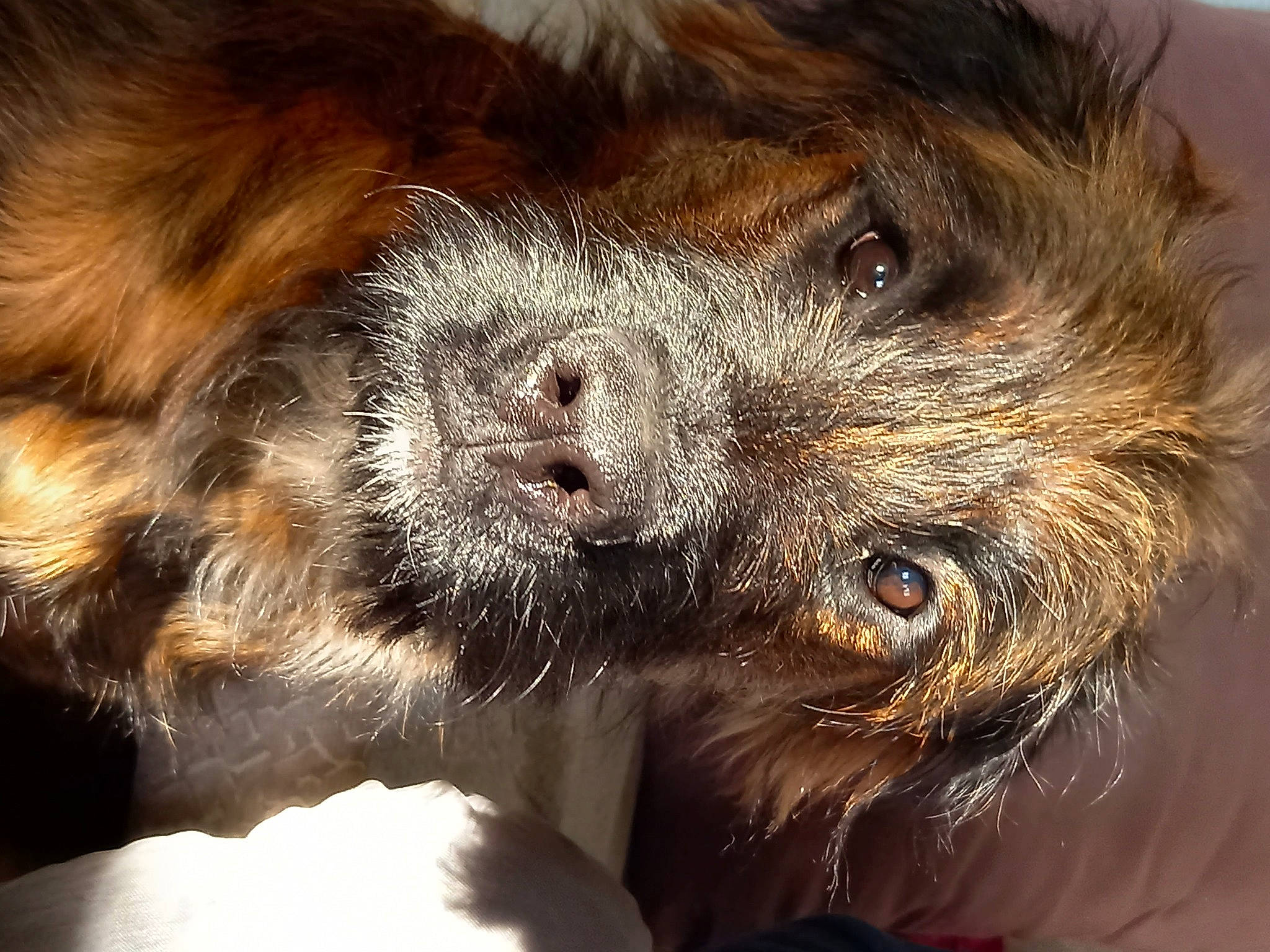 Miya participe au concours pour gagner de l'argent avec cette photo : canidae, carnivore, claw, companion_dog, dog, dog_breed, ear, fur, liver, paw, puppy, snout, sporting_group, terrestrial_animal, terrier, tibetan_spaniel, toy_dog, whiskers, wildlife, working_animal