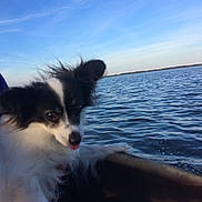 Oreo joined the competition — help win amazing prizes! dog, black_and_white, fluffy, ears, water, lake, boat, sky, outdoor, animal, pet, fur, tongue, nature, daylight, waves, horizon, canine, travel, recreation
