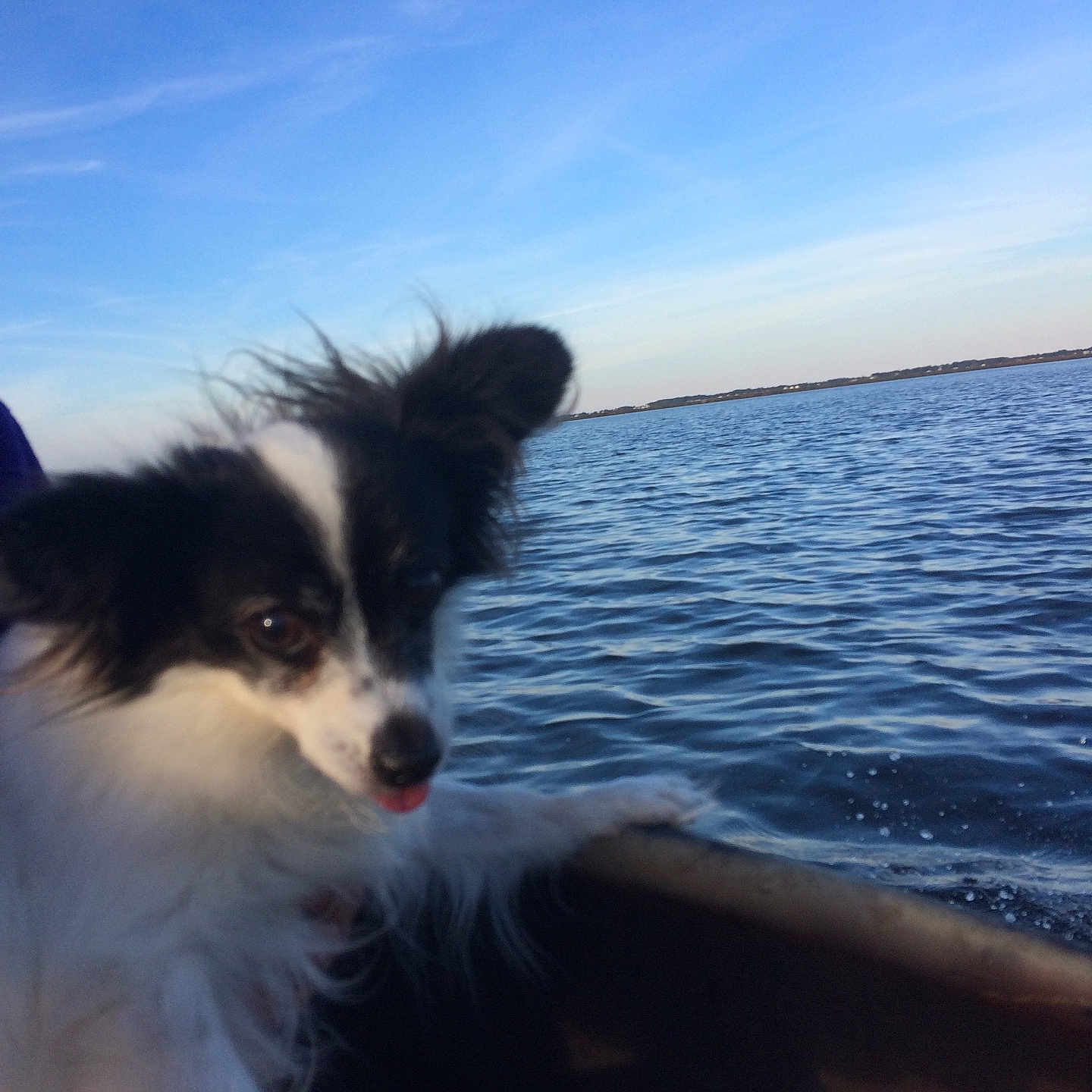 Oreo joined the competition — help win amazing prizes! animal, black_and_white, boat, canine, daylight, dog, ears, fluffy, fur, horizon, lake, nature, outdoor, pet, recreation, sky, tongue, travel, water, waves
