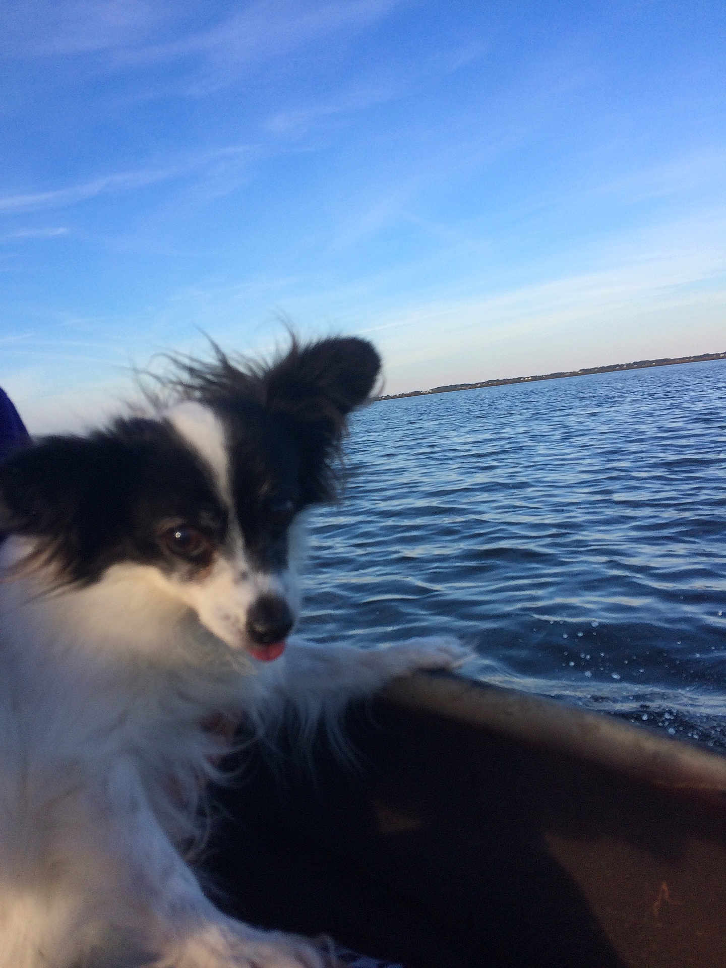 Oreo joined the competition — help win amazing prizes! dog, black_and_white, fluffy, ears, water, lake, boat, sky, outdoor, animal, pet, fur, tongue, nature, daylight, waves, horizon, canine, travel, recreation