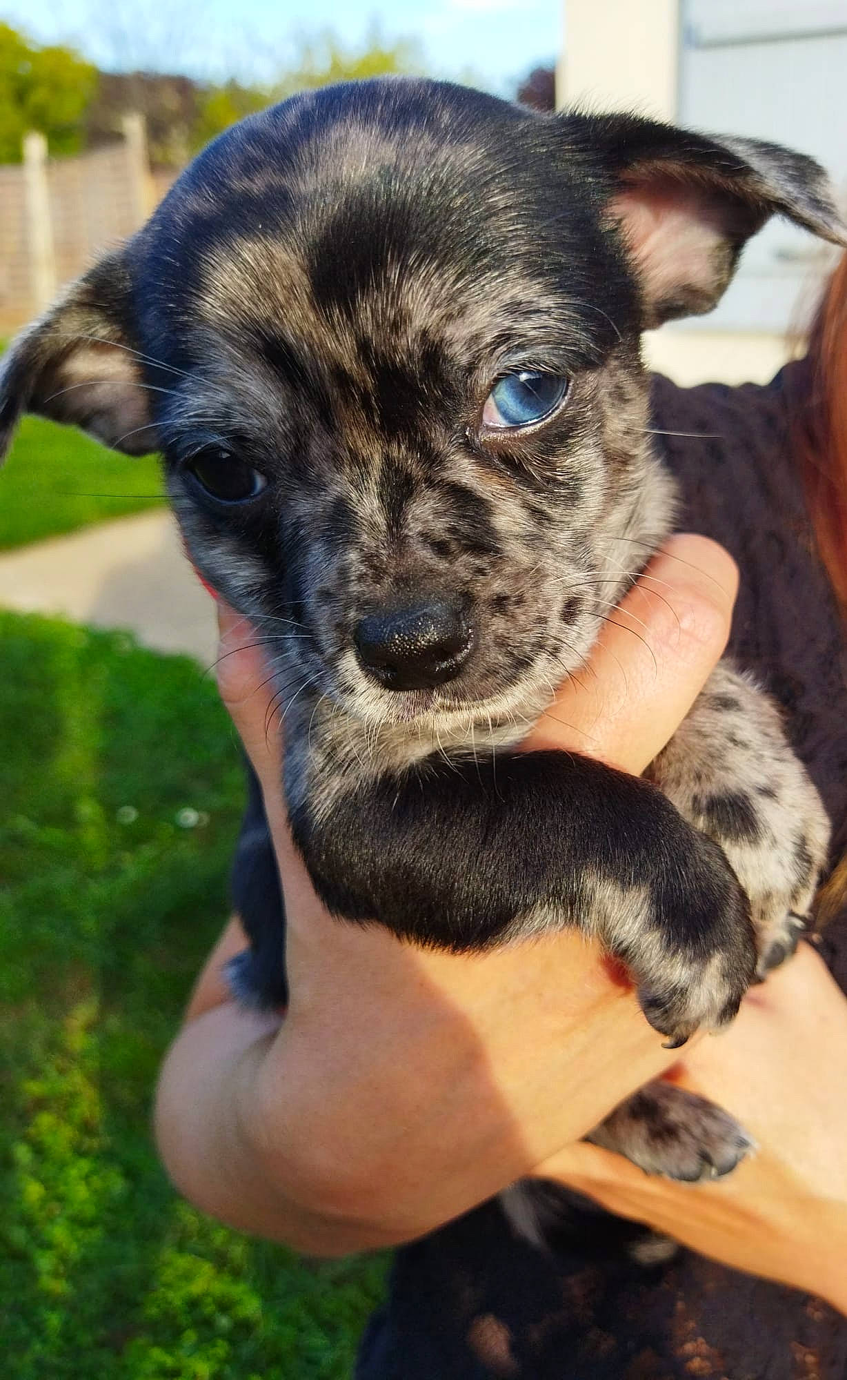 Levis participe au concours pour gagner de l'argent avec cette photo : canidae, carnivore, companion_dog, dog, dog_breed, ear, electric_blue, fawn, fur, grass, non_sporting_group, puppy, snout, sporting_group, street_dog, terrestrial_animal, toy_dog, whiskers, working_animal