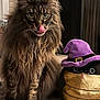 cat, tabby_cat, long_hair, tongue_out, plush_toy, wizard_hat, indoor, carpet, fireplace, home_decor, cute, pet, animal, feline, cozy, toy, purple, brown, furry, whiskers
