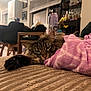 Nelly is registered to the contest to win money with this photo: cat, tabby_cat, blanket, pink_blanket, furniture, indoor, cozy, relaxed, sleepy, texture, couch, living_room, household_items, wooden_chair, water_bottle, window_blinds, soft_lighting, pet, paw, fur