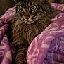 Nelly joined the competition — help win amazing prizes! cat, tabby, long_hair, blanket, purple, pattern, couch, furniture, indoor, pet, fur, whiskers, relaxed, cozy, close_up, animal, domestic, resting, living_room, soft