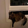 cat, tabby, window, ledges, feline, indoor, night, reflection, paw, fur, relaxed, domestic, pet, animal, resting, cozy, curious, whiskers, tail, home