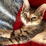 Sapphire is registered to the contest to win money with this photo: animal, bed, blanket, cat, cozy, cute, ears, feline, fur, indoor, kitten, paws, pet, portrait, relaxed, resting, stretching, tabby, whiskers, young