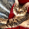 animal, bed, blanket, cat, cozy, cute, ears, feline, fur, indoor, kitten, paws, pet, portrait, relaxed, resting, stretching, tabby, whiskers, young