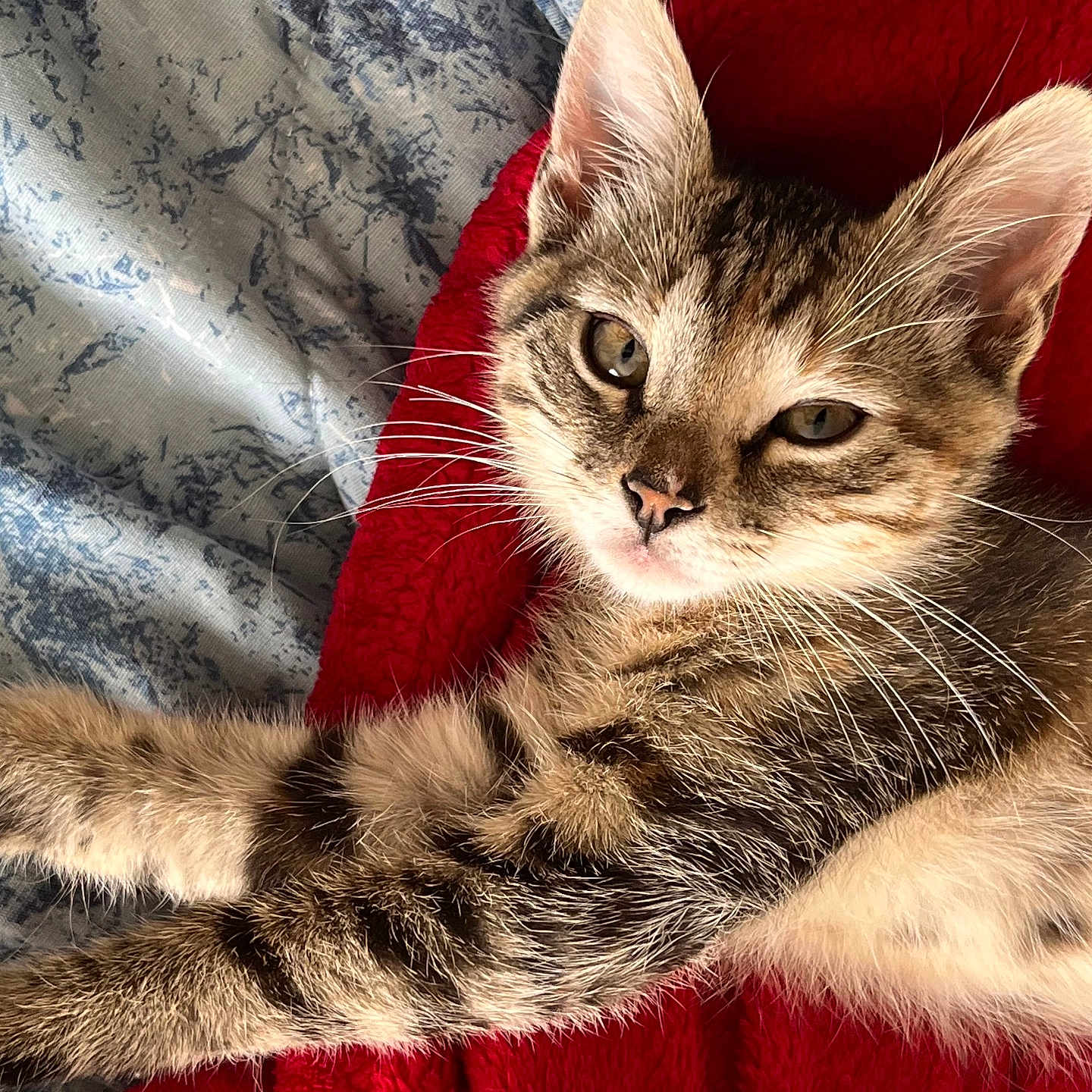 Sapphire is registered to the contest to win money with this photo: animal, bed, blanket, cat, cozy, cute, ears, feline, fur, indoor, kitten, paws, pet, portrait, relaxed, resting, stretching, tabby, whiskers, young