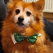 Weasley joined the competition — help win amazing prizes! ancient_dog_breeds, canidae, carnivore, companion_dog, dog, dog_breed, dog_supply, fawn, fur, german_spitz_mittel, non_sporting_group, snout, spitz, sporting_group, terrestrial_animal, toy_dog, whiskers, working_animal, working_dog