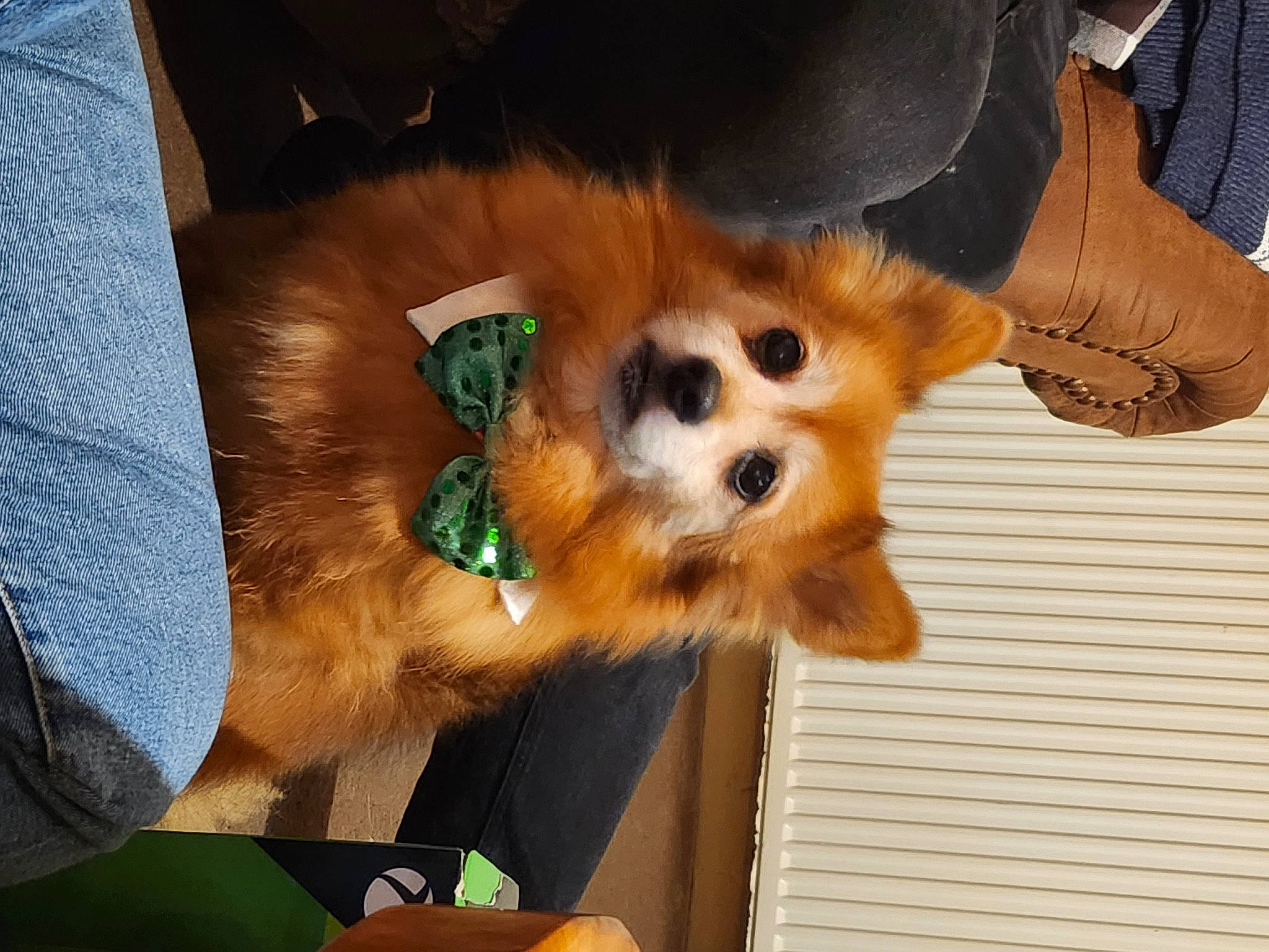 Weasley is registered to the contest to win money with this photo: canidae, carnivore, companion_dog, dog, dog_breed, dog_supply, fawn, fur, german_spitz, non_sporting_group, pomeranian, snout, spitz, sporting_group, toy_dog, watch, whiskers, working_animal