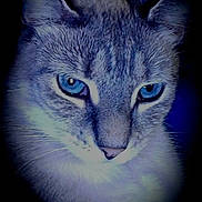 Myla joined the competition — help win amazing prizes! cat, feline, blue_eyes, close_up, portrait, fur, whiskers, ears, nose, animal, pet, staring, dramatic_lighting, blue_toned, dark_background, indoors, face, head, long_fur, photography