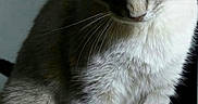 Myla is registered to the contest to win money with this photo: cat, kitten, gray_and_white, blue_eyes, sitting, portrait, whiskers, fur, ears, paws, animal, pet, indoor, bedroom, quilt, blanket, close_up, staring, striped_fur, domestic_cat