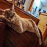 Myla is registered to the contest to win money with this photo: cat, sleeping, tabby, pet, animal, feline, whiskers, ears, paws, fur, striped_fur, relaxed, cozy, leather_chair, indoor, living_room, sports_memorabilia, wood_paneling, portrait, cute