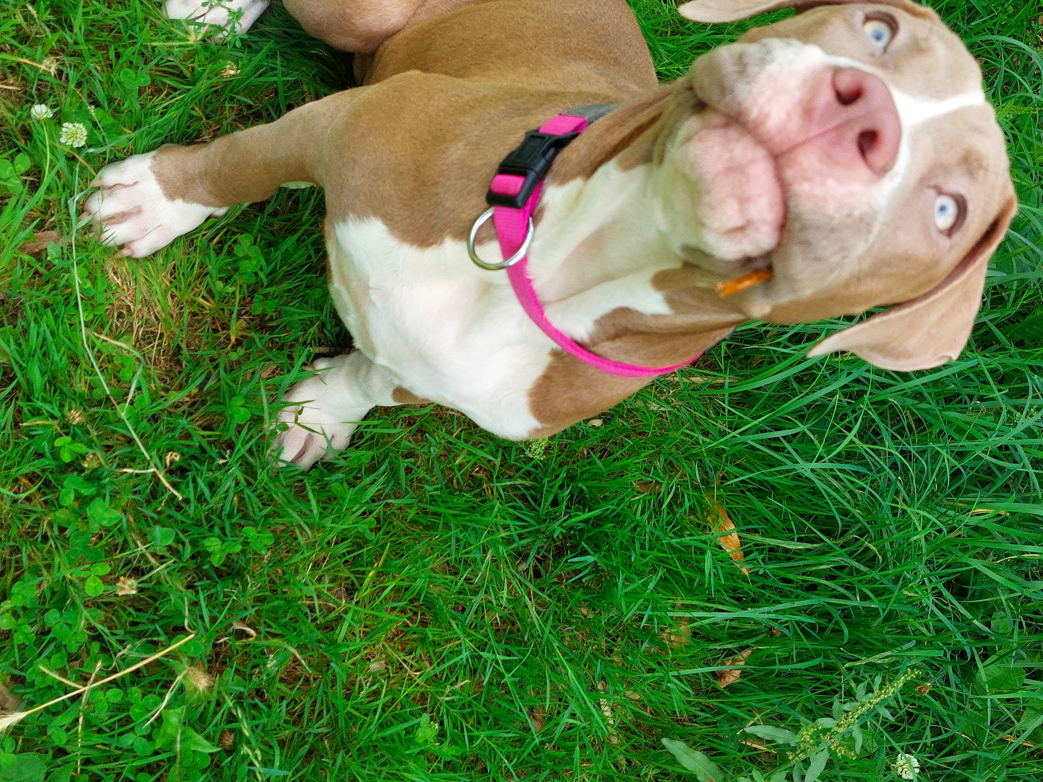 Shiva participe au concours pour gagner de l'argent avec cette photo : carnivore, collar, companion_dog, dog, dog_breed, dog_clothes, dog_collar, dog_supply, fawn, grass, groundcover, leash, liver, mammal, pet_supply, snout, tail, toy, vertebrate, working_animal