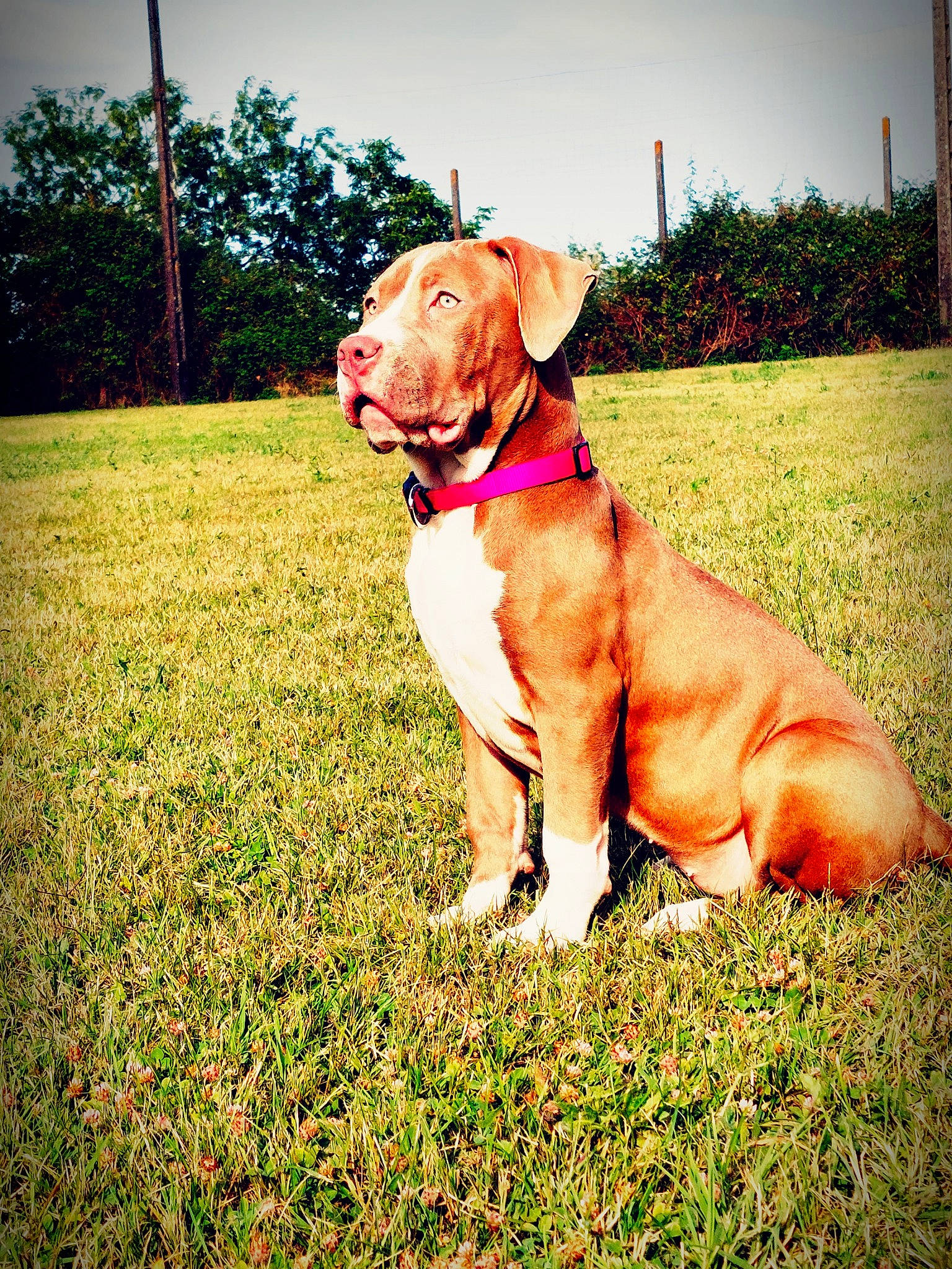 Shiva participe au concours pour gagner de l'argent avec cette photo : carnivore, collar, companion_dog, dog, dog_breed, dog_collar, fawn, grass, grassland, gun_dog, happy, leash, liver, people_in_nature, plant, sky, sporting_group, tints_and_shades, tree, working_animal