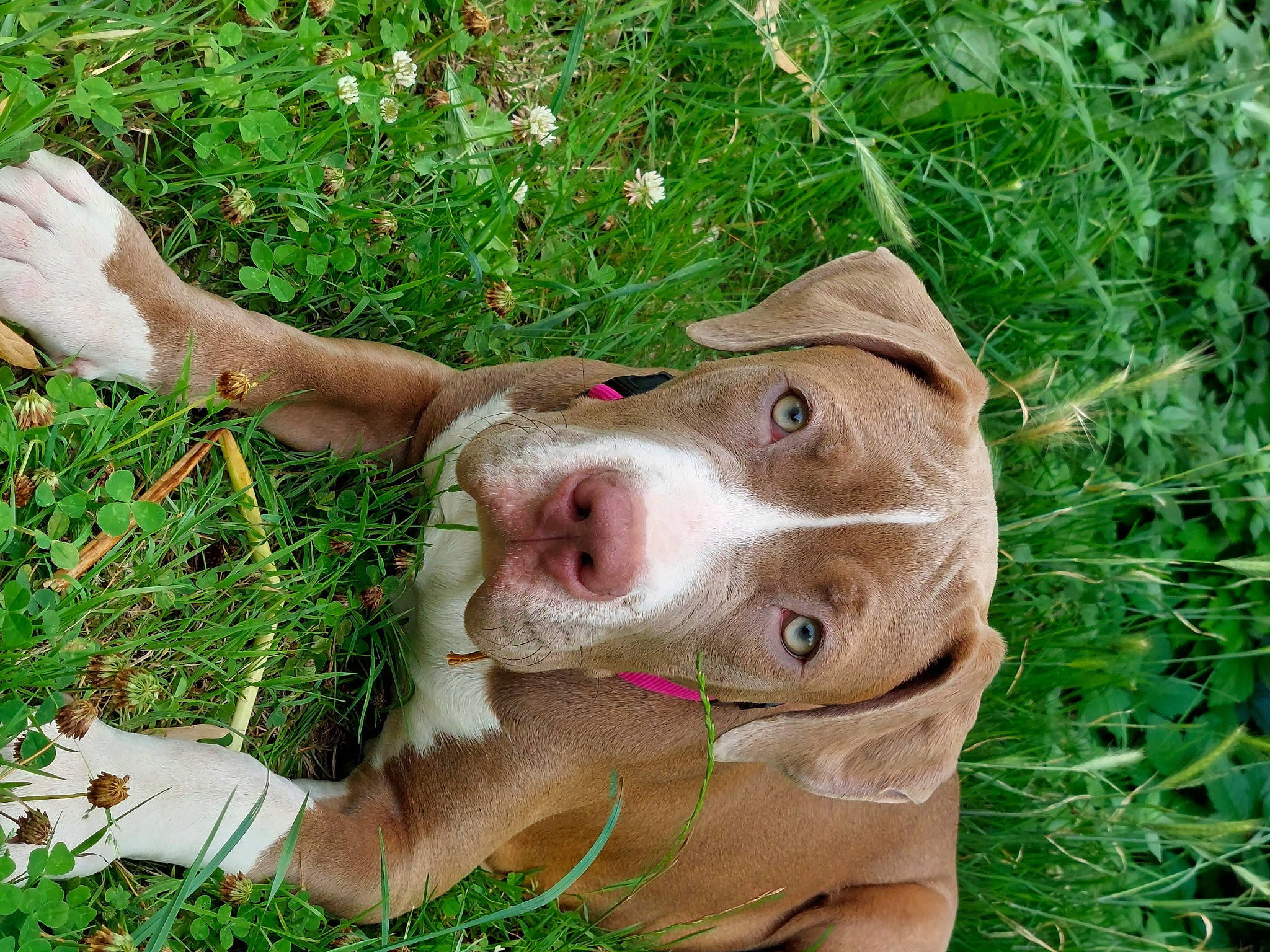 Shiva participe au concours pour gagner de l'argent avec cette photo : canidae, carnivore, companion_dog, dog, dog_breed, fawn, gesture, grass, hunting_dog, jaw, liver, non_sporting_group, people_in_nature, plant, snout, sporting_group, terrestrial_animal, thumb, whiskers, working_animal