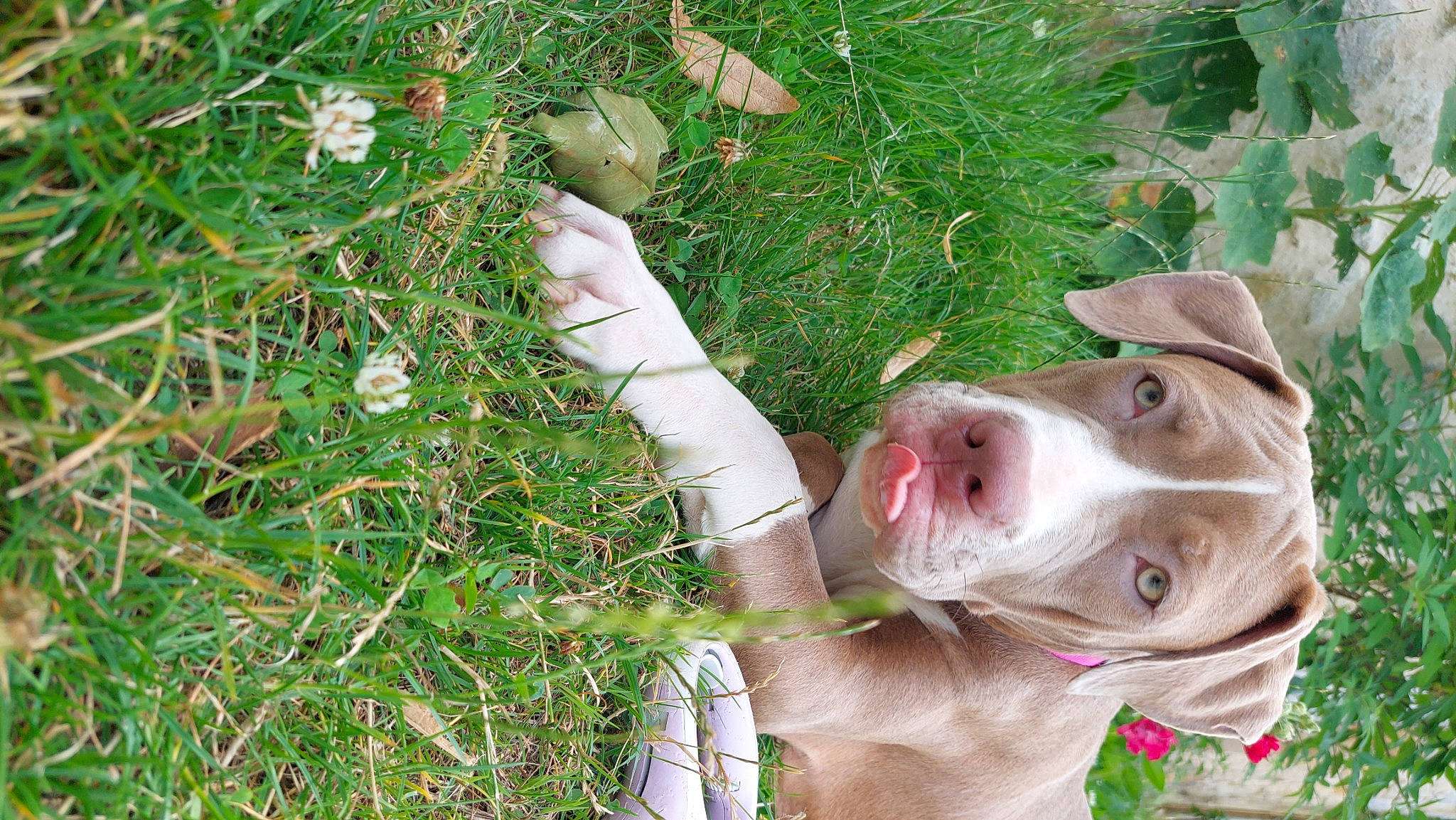 Shiva a rejoint le concours — aidez-le/la à gagner de superbes lots ! carnivore, companion_dog, dog, dog_breed, ear, fawn, gesture, grass, grass_family, groundcover, happy, liver, people_in_nature, plant, snout, sporting_group, sunglasses, tree, whiskers, working_animal
