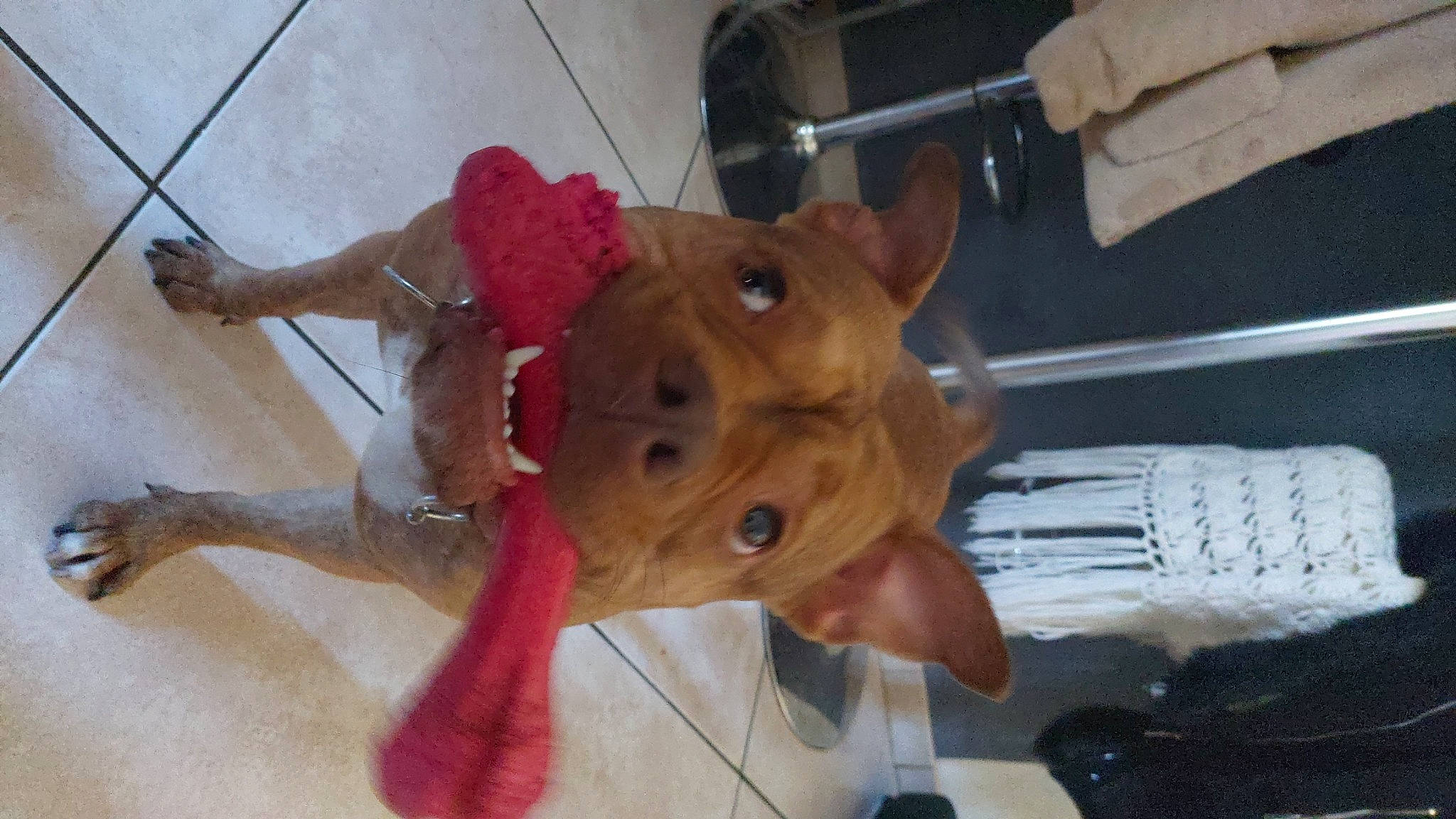 Kaylie a rejoint le concours — aidez-le/la à gagner de superbes lots ! canidae, carnivore, collar, companion_dog, costume, dog, dog_breed, fawn, flooring, fur, liver, livestock, personal_protective_equipment, snout, sporting_group, terrestrial_animal, toy, wood, working_animal, wrinkle