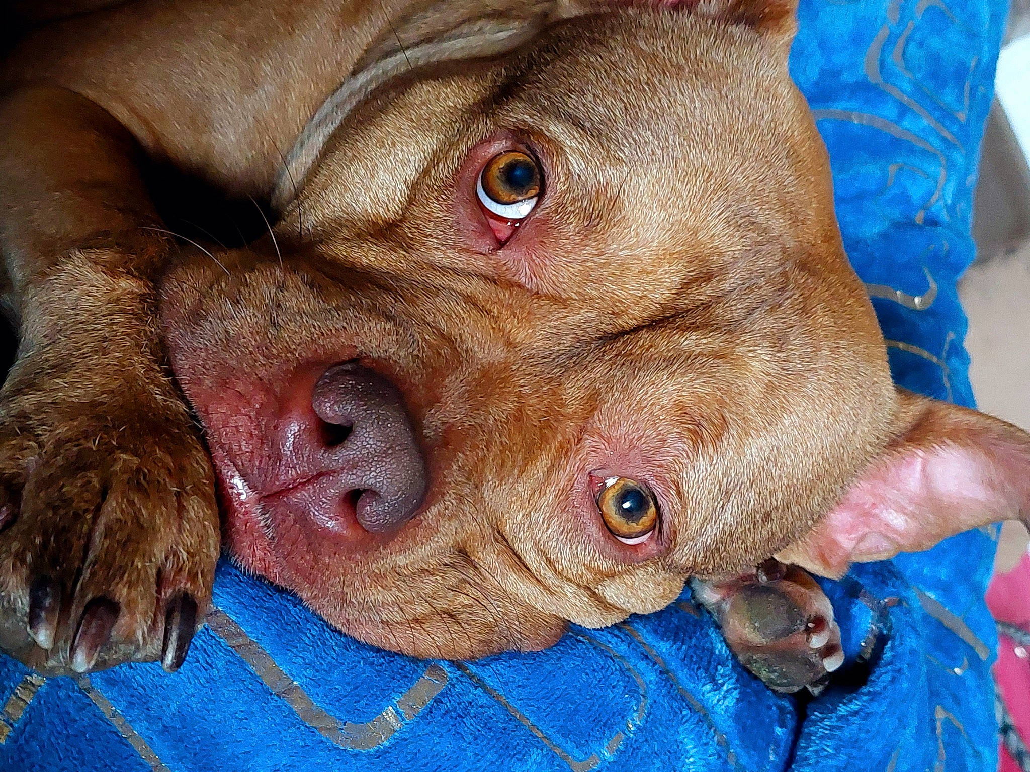 Kaylie a rejoint le concours — aidez-le/la à gagner de superbes lots ! canidae, carnivore, close_up, companion_dog, dog, dog_breed, ear, electric_blue, fawn, flesh, fur, jaw, liver, non_sporting_group, snout, sporting_group, terrestrial_animal, whiskers, working_animal, wrinkle