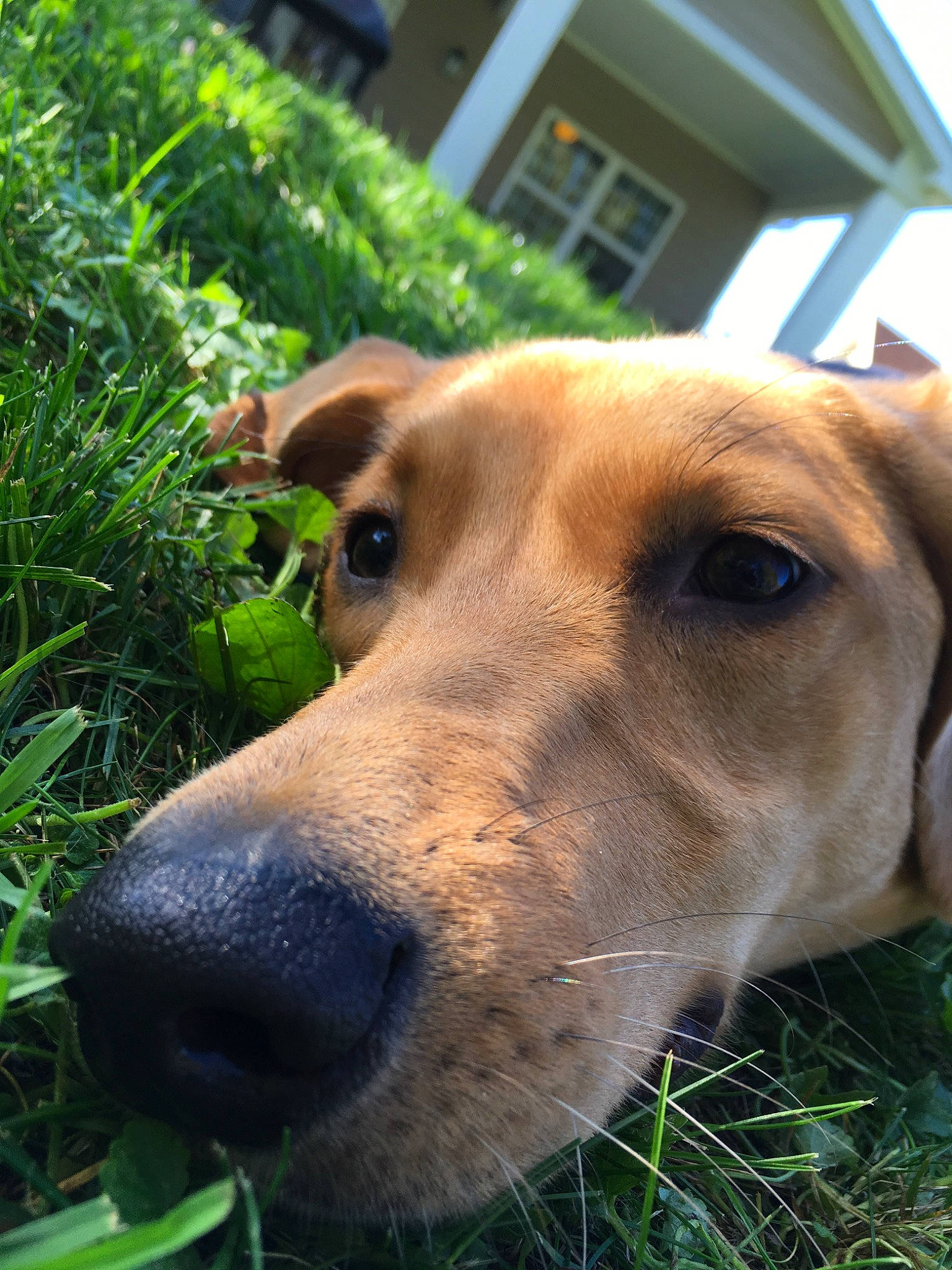 Fawn is registered to the contest to win money with this photo: black_mouth_cur, broholmer, canidae, carnivore, dog, dog_breed, fawn, grass, hound, hunting_dog, mammal, mountain_cur, nose, plant, potcake_dog, rhodesian_ridgeback, snout, sporting_group, whiskers