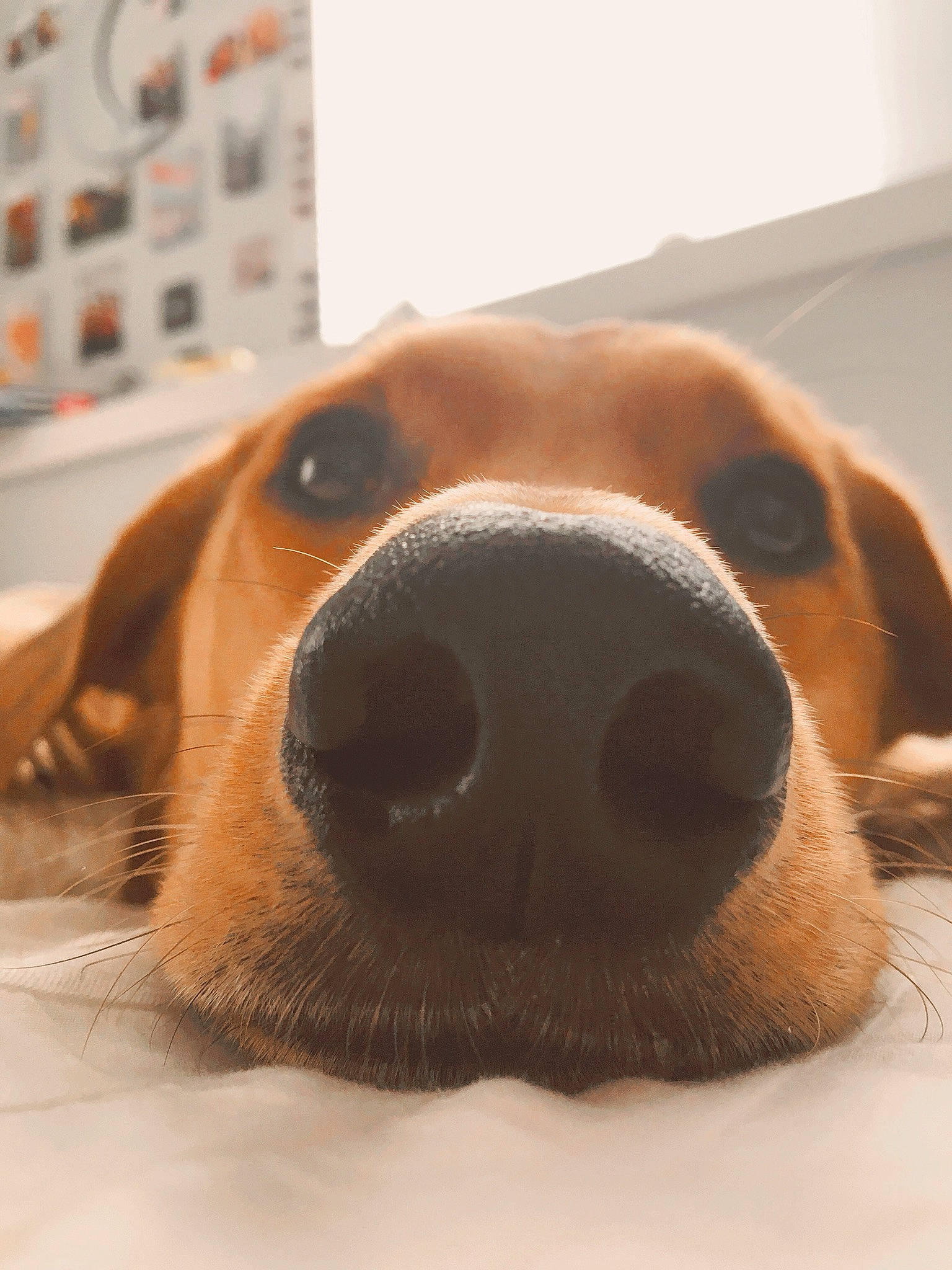 Fawn is registered to the contest to win money with this photo: basset_artesien_normand, beagle, canidae, carnivore, companion_dog, coonhound, dog, dog_breed, drever, fawn, finnish_hound, fur, harrier, hound, mouth, nose, paw, puppy_love, snout, whiskers