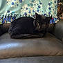 cat, black_cat, pet, feline, loaf, chair, leather_chair, blanket, paw_print, indoor, cozy, sitting, whiskers, green_eyes, tail, fur, home, portrait, relaxed, furniture