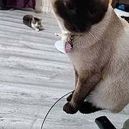 Harley participe au concours pour gagner de l'argent avec cette photo : cat, cats, siamese_cat, pet, feline, sitting, collar, tag, indoor, living_room, television, remote_control, floor, furniture, curtain, background, home, close_up, animal, portrait